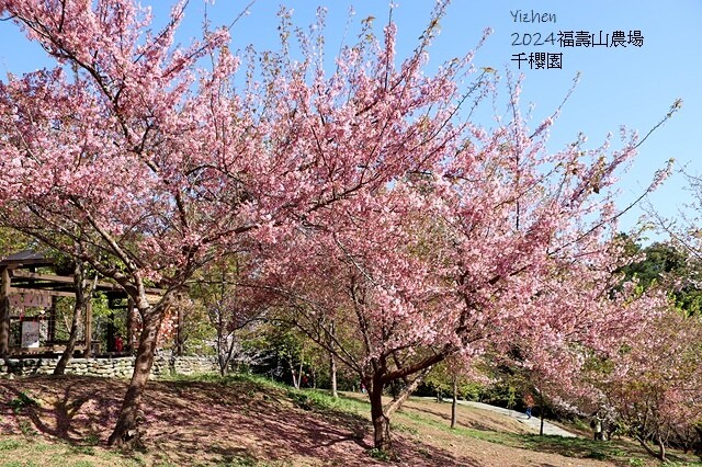 2024福壽山農場｜千櫻園，觀落櫻，遠的要命的福壽山農場｜梨