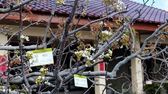 2024宜蘭清水地熱公園,來溫泉煮蛋泡腳趣|梨山賓館,臺灣最