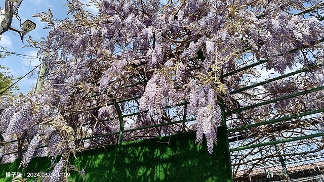 2024福壽山農場｜千櫻園，觀落櫻，遠的要命的福壽山農場｜梨