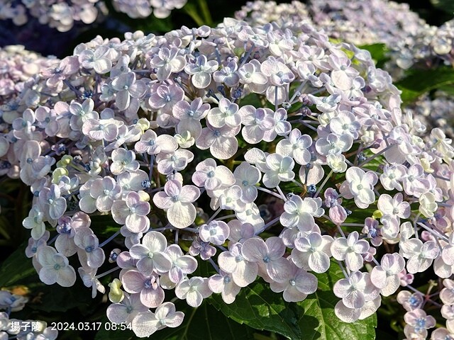 2024台北杜鵑花季|台北花季花IN台北,活動期:2024/