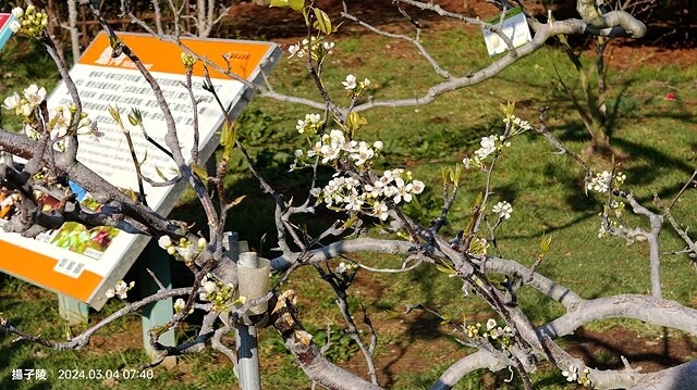 2024福壽山農場｜千櫻園，觀落櫻，遠的要命的福壽山農場｜梨