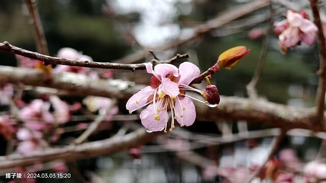 2024宜蘭清水地熱公園,來溫泉煮蛋泡腳趣|梨山賓館,臺灣最