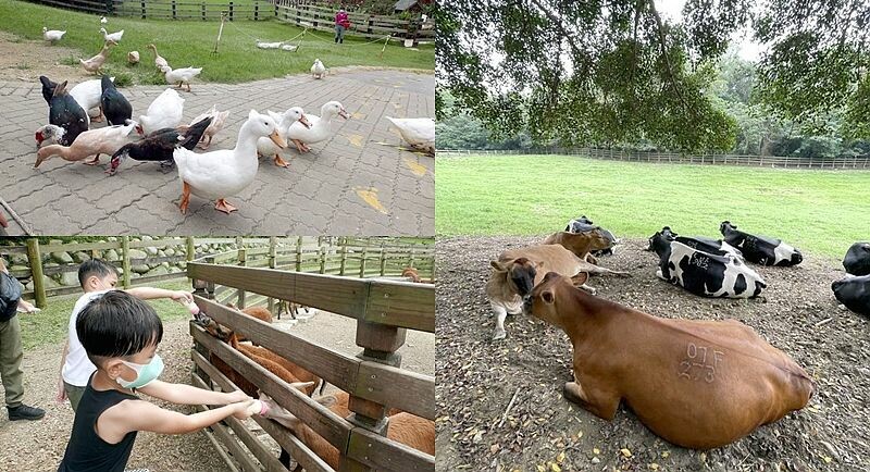 苗栗縣南庄鄉【苗栗】向天湖   賽夏族世代守護的聖地，環湖一圈只要25分鐘 ，感受仙境般的美。起霧真的是一瞬間的事。