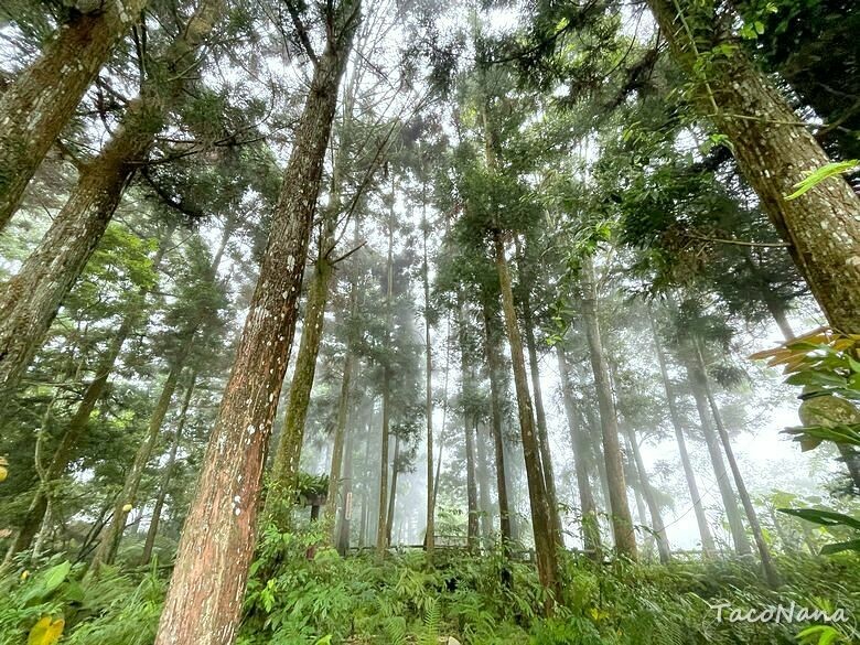 苗栗縣南庄鄉【苗栗】向天湖   賽夏族世代守護的聖地，環湖一圈只要25分鐘 ，感受仙境般的美。起霧真的是一瞬間的事。