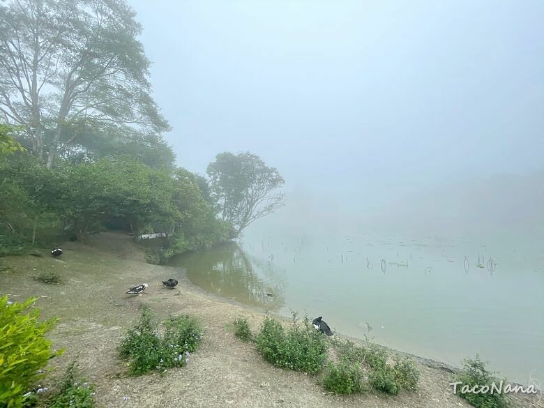 苗栗縣南庄鄉【苗栗】向天湖   賽夏族世代守護的聖地，環湖一圈只要25分鐘 ，感受仙境般的美。起霧真的是一瞬間的事。