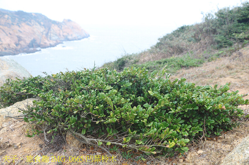 IMG_0665 凹葉柃木.jpg