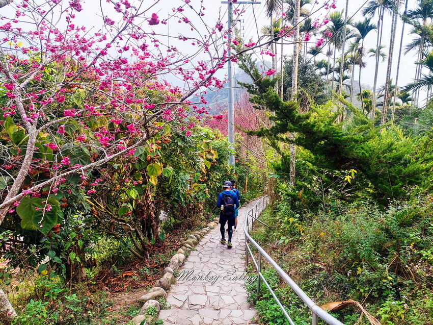 【雲嘉18連峰】嘉義雲林40K大縱走，必拍超美高山茶園。樟腦寮起登。補給點路線攻略。越野跑練習場 - 貪吃猴的幻想