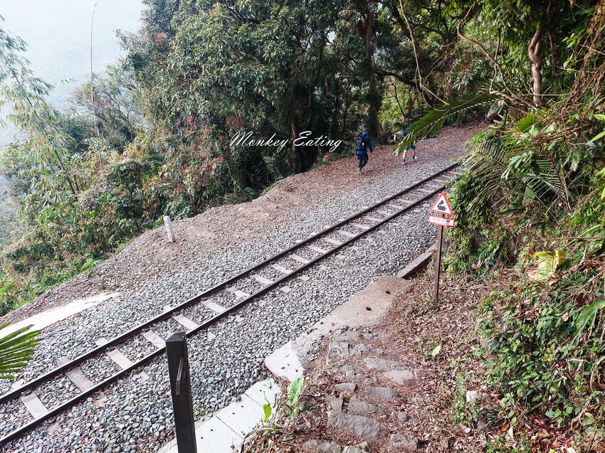 【雲嘉18連峰】嘉義雲林40K大縱走，必拍超美高山茶園。樟腦寮起登。補給點路線攻略。越野跑練習場 - 貪吃猴的幻想