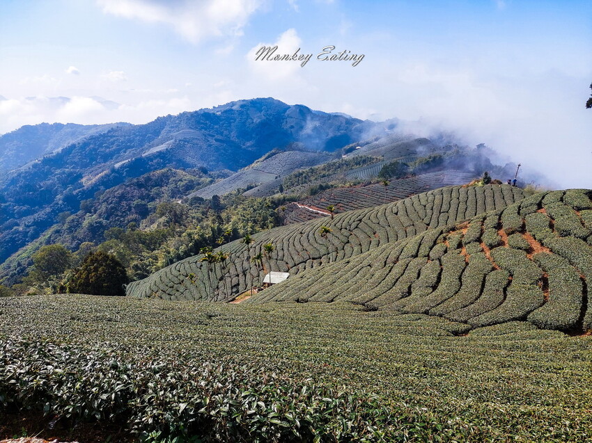【雲嘉五連峰】漫步高山茶園的仙境小百岳,太平老街起登,連走太平山、梨子腳山、馬鞍山、二尖山、大尖山 - 貪吃猴的幻想