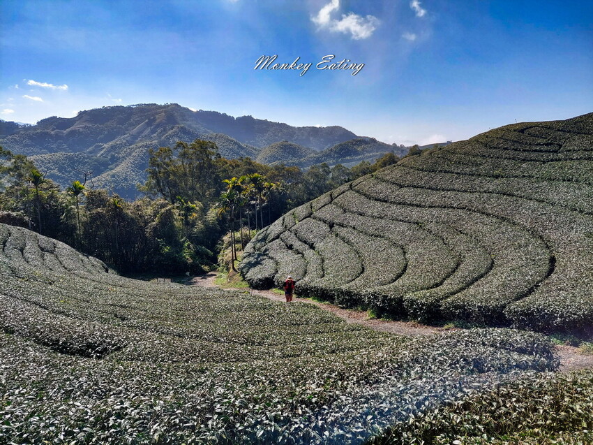 【雲嘉五連峰】漫步高山茶園的仙境小百岳,太平老街起登,連走太平山、梨子腳山、馬鞍山、二尖山、大尖山 - 貪吃猴的幻想