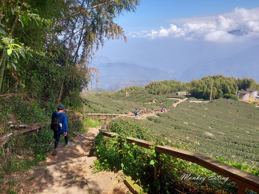 【雲嘉18連峰】嘉義雲林40K大縱走，必拍超美高山茶園。樟腦寮起登。補給點路線攻略。越野跑練習場 - 貪吃猴的幻想