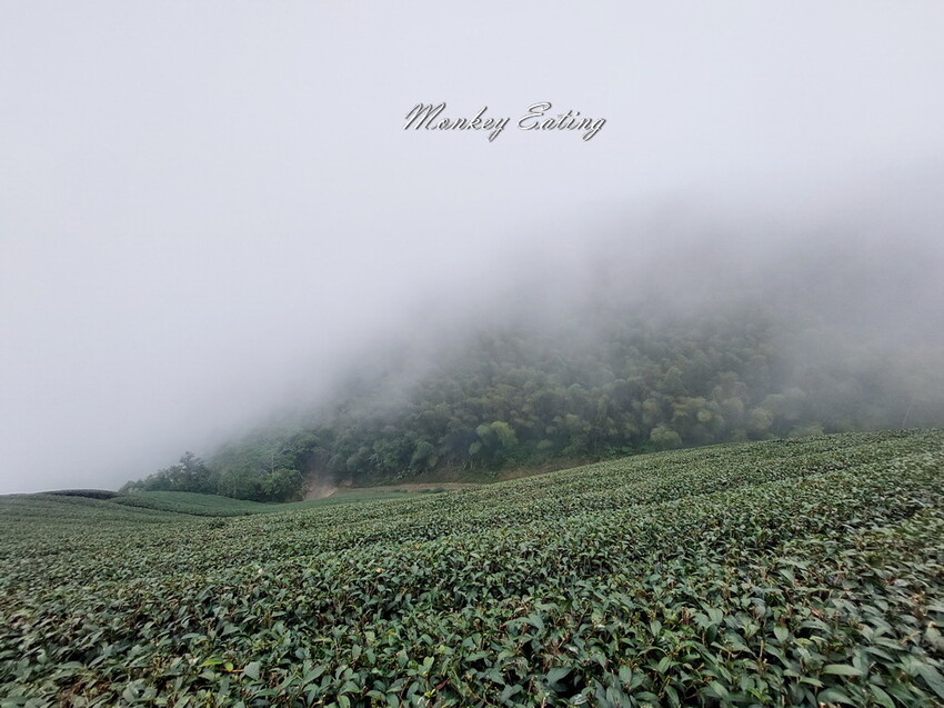 【雲嘉18連峰】嘉義雲林40K大縱走，必拍超美高山茶園。樟腦寮起登。補給點路線攻略。越野跑練習場 - 貪吃猴的幻想