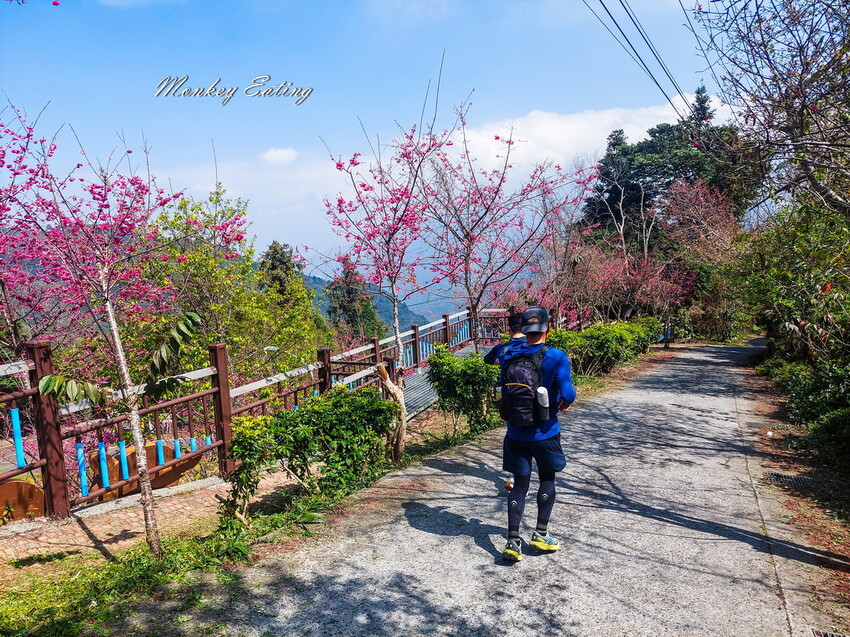 【雲嘉18連峰】嘉義雲林40K大縱走，必拍超美高山茶園。樟腦寮起登。補給點路線攻略。越野跑練習場 - 貪吃猴的幻想