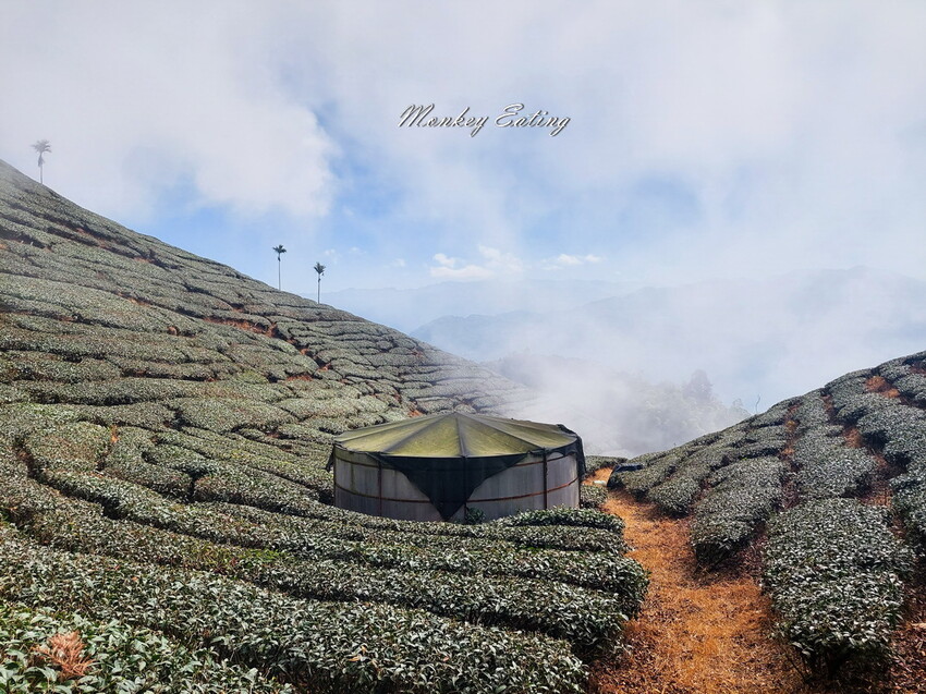 【雲嘉18連峰】嘉義雲林40K大縱走，必拍超美高山茶園。樟腦寮起登。補給點路線攻略。越野跑練習場 - 貪吃猴的幻想