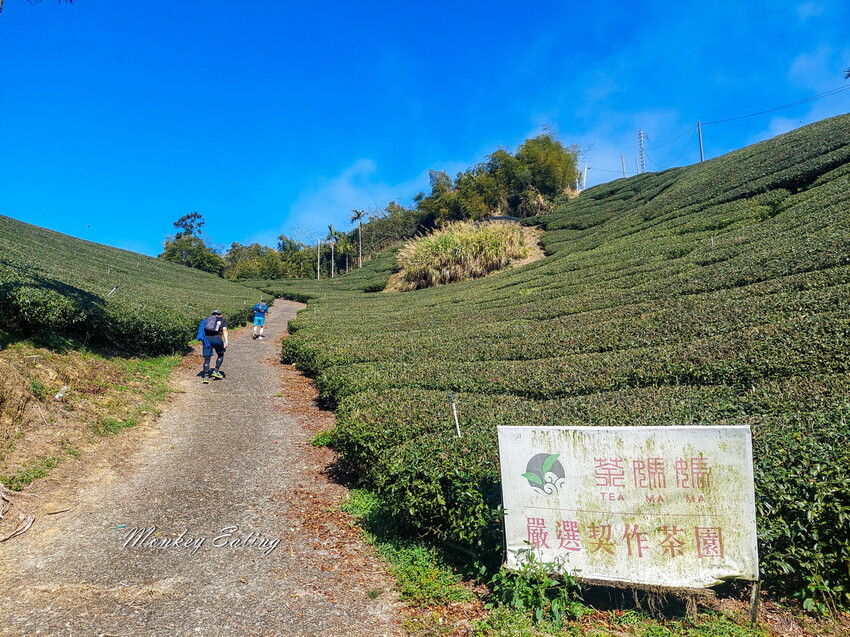 【雲嘉五連峰】漫步高山茶園的仙境小百岳,太平老街起登,連走太平山、梨子腳山、馬鞍山、二尖山、大尖山 - 貪吃猴的幻想