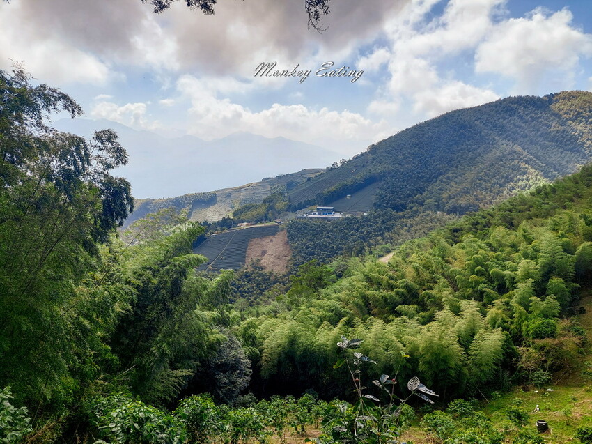 【雲嘉五連峰】漫步高山茶園的仙境小百岳,太平老街起登,連走太平山、梨子腳山、馬鞍山、二尖山、大尖山 - 貪吃猴的幻想