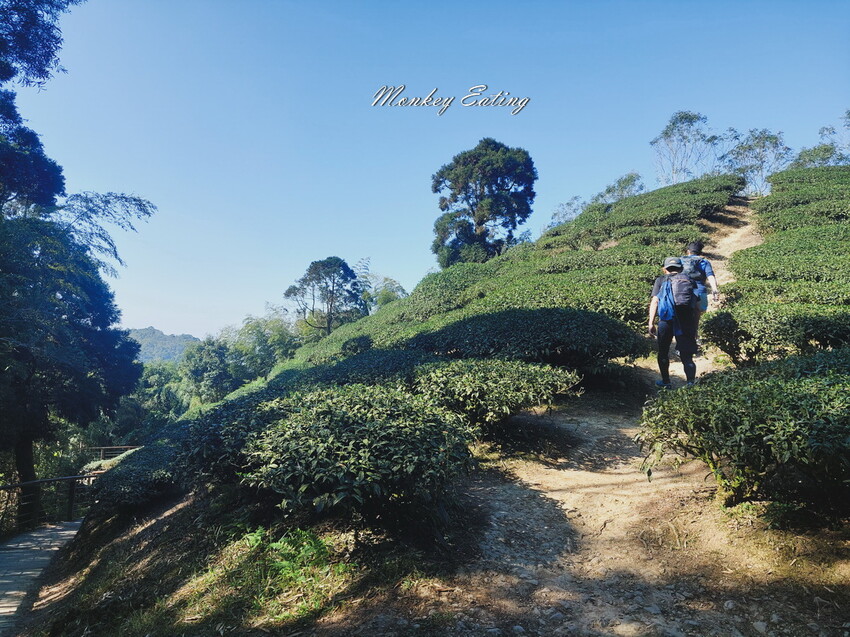 【雲嘉18連峰】嘉義雲林40K大縱走，必拍超美高山茶園。樟腦寮起登。補給點路線攻略。越野跑練習場 - 貪吃猴的幻想