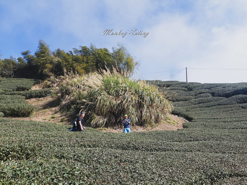 【雲嘉五連峰】漫步高山茶園的仙境小百岳,太平老街起登,連走太平山、梨子腳山、馬鞍山、二尖山、大尖山 - 貪吃猴的幻想