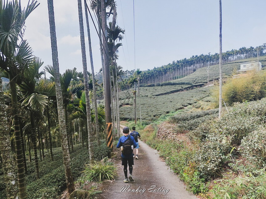 【雲嘉18連峰】嘉義雲林40K大縱走，必拍超美高山茶園。樟腦寮起登。補給點路線攻略。越野跑練習場 - 貪吃猴的幻想
