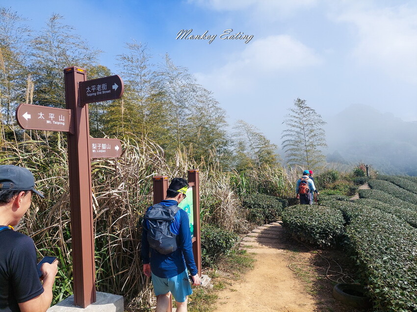 【雲嘉18連峰】嘉義雲林40K大縱走，必拍超美高山茶園。樟腦寮起登。補給點路線攻略。越野跑練習場 - 貪吃猴的幻想