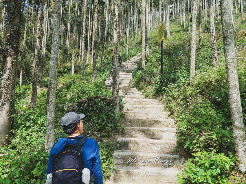 【雲嘉18連峰】嘉義雲林40K大縱走，必拍超美高山茶園。樟腦寮起登。補給點路線攻略。越野跑練習場 - 貪吃猴的幻想