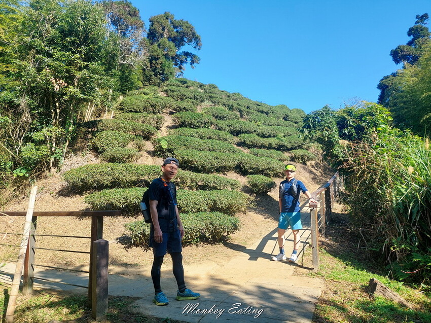 【雲嘉18連峰】嘉義雲林40K大縱走，必拍超美高山茶園。樟腦寮起登。補給點路線攻略。越野跑練習場 - 貪吃猴的幻想