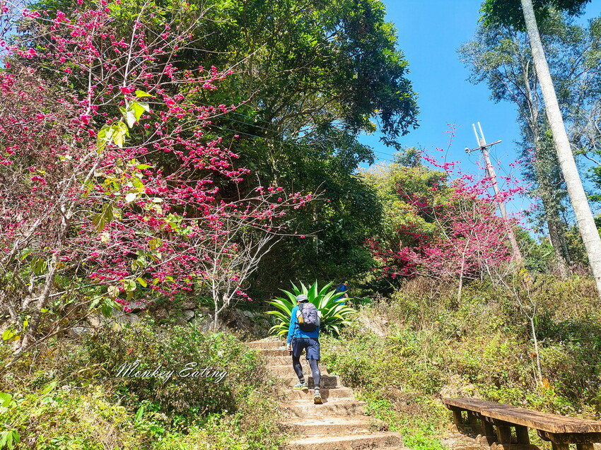 【雲嘉18連峰】嘉義雲林40K大縱走，必拍超美高山茶園。樟腦寮起登。補給點路線攻略。越野跑練習場 - 貪吃猴的幻想
