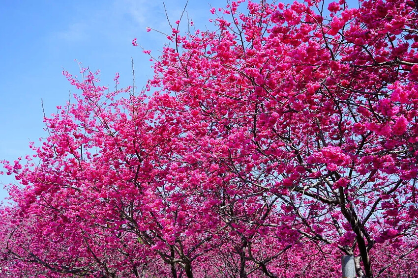 台中市新社區2024新社櫻花秘境｜私人園區，入園100元，可買水果或蔬菜抵喔!!