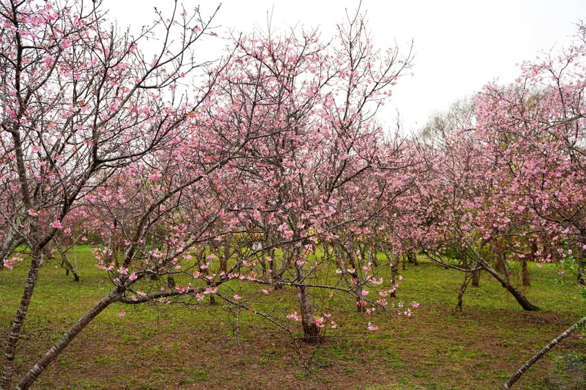 台中市新社區台中新社賞櫻推薦|2024年興社街櫻花大道、月湖莊園櫻花林,探訪櫻花秘境