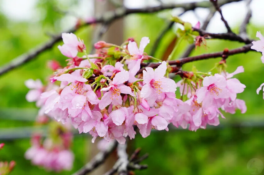 台中市新社區台中新社賞櫻推薦|2024年興社街櫻花大道、月湖莊園櫻花林,探訪櫻花秘境