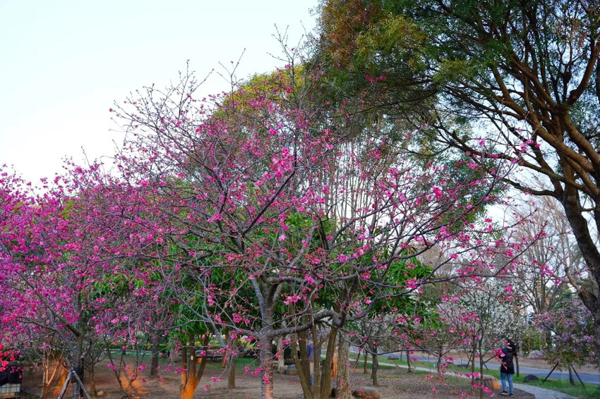 台中市后里區2024崴立機電櫻花公園｜櫻花隧道散策，近千坪櫻花免費欣賞