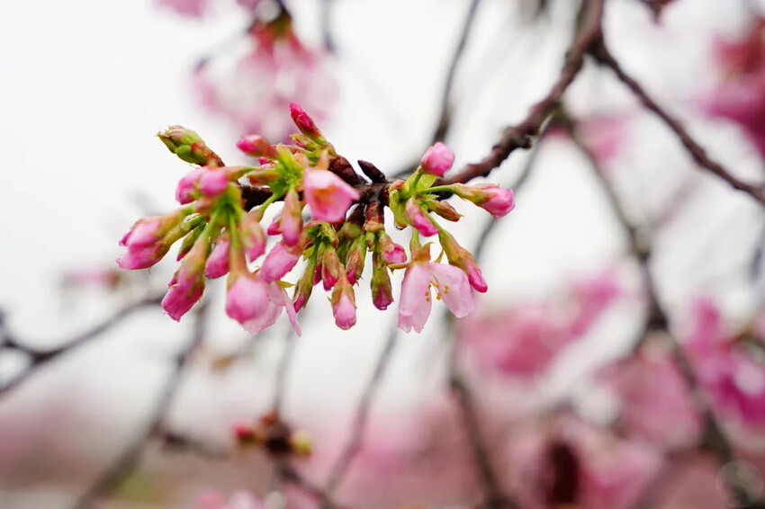 台中市新社區台中新社賞櫻推薦|2024年興社街櫻花大道、月湖莊園櫻花林,探訪櫻花秘境