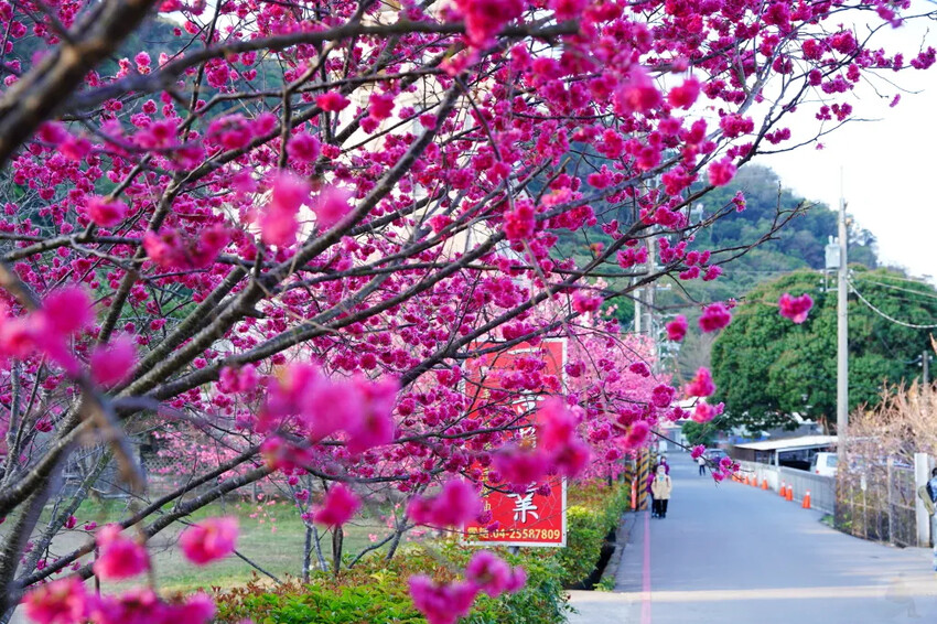 台中市后里區2024泰安派出所櫻花季｜為期12天，近千棵櫻花免費欣賞