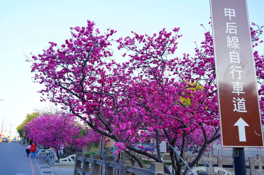 台中市后里區2024泰安派出所櫻花季｜為期12天，近千棵櫻花免費欣賞