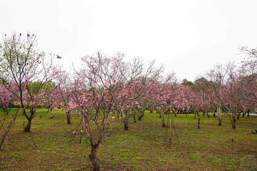 台中市新社區台中新社賞櫻推薦|2024年興社街櫻花大道、月湖莊園櫻花林,探訪櫻花秘境
