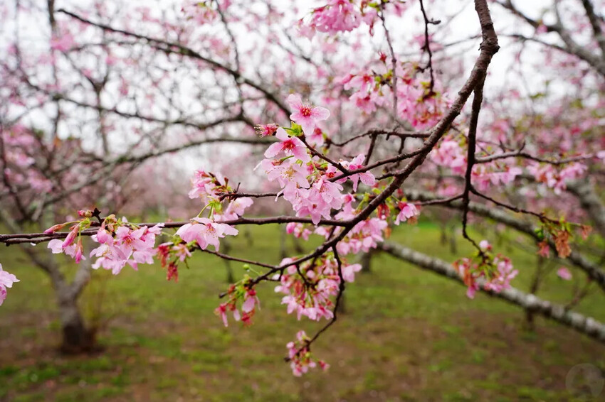 台中市新社區台中新社賞櫻推薦|2024年興社街櫻花大道、月湖莊園櫻花林,探訪櫻花秘境
