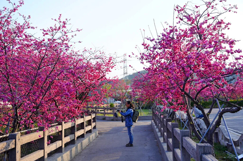 台中市后里區2024泰安派出所櫻花季｜為期12天，近千棵櫻花免費欣賞
