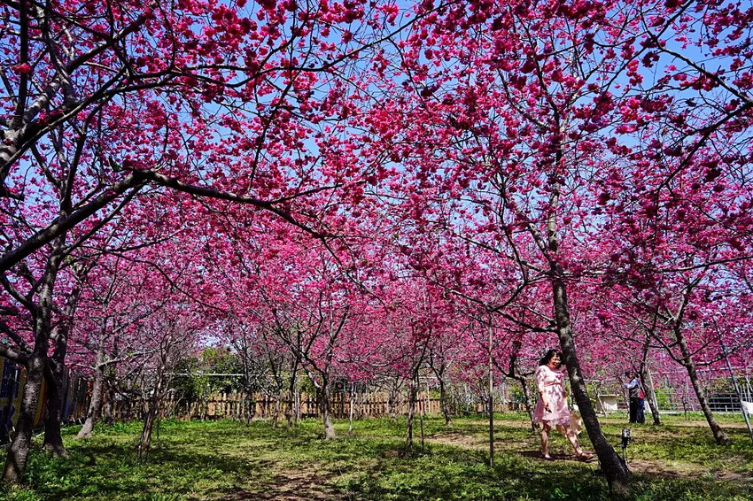 台中市新社區2024新社櫻花秘境｜私人園區，入園100元，可買水果或蔬菜抵喔!!