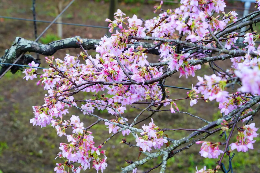 台中市新社區台中新社賞櫻推薦|2024年興社街櫻花大道、月湖莊園櫻花林,探訪櫻花秘境