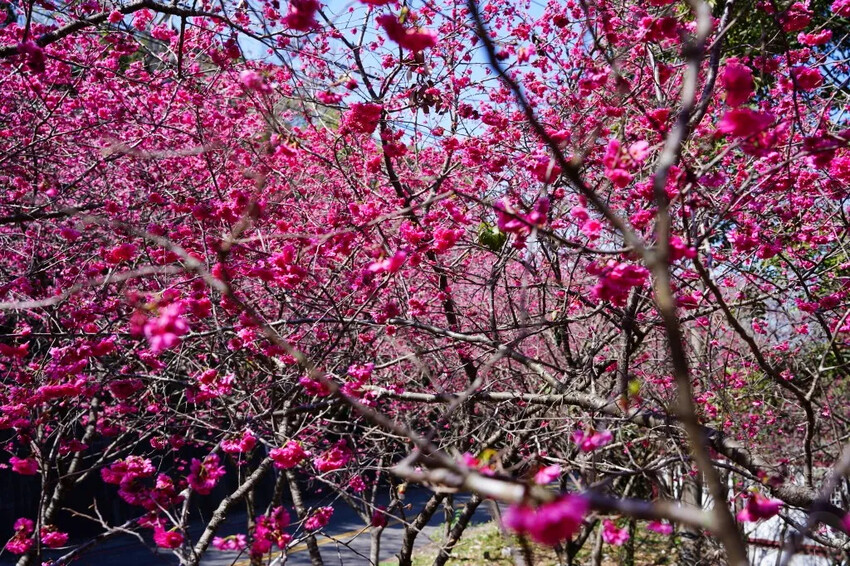 台中市新社區2024台中新社大南坡櫻花｜櫻花風暴綻放中，櫻花林隧道超美超夢幻