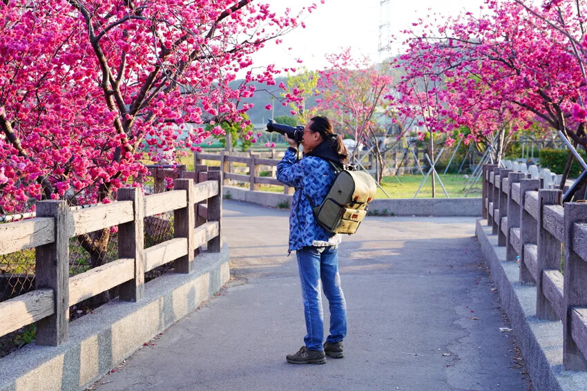 台中市后里區2024泰安派出所櫻花季｜為期12天，近千棵櫻花免費欣賞