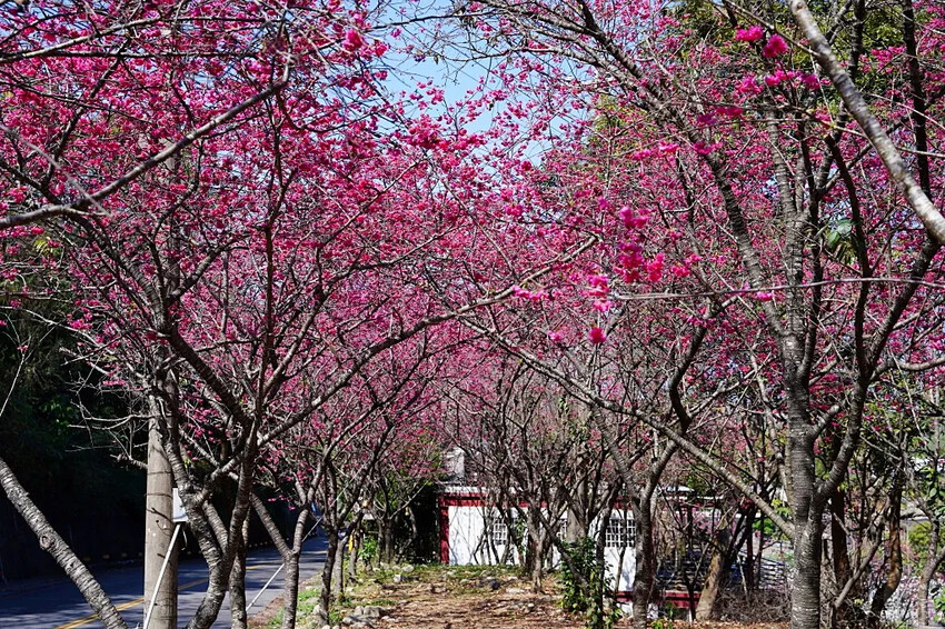 台中市新社區2024台中新社大南坡櫻花｜櫻花風暴綻放中，櫻花林隧道超美超夢幻