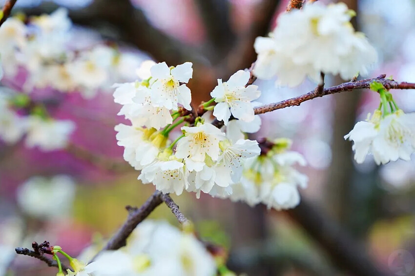 台中市后里區2024崴立機電櫻花公園｜櫻花隧道散策，近千坪櫻花免費欣賞