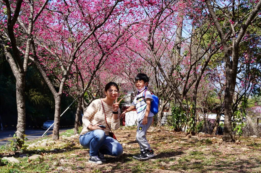 台中市新社區2024台中新社大南坡櫻花｜櫻花風暴綻放中，櫻花林隧道超美超夢幻