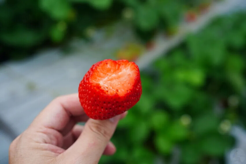日本九州採草莓推薦｜吉次園KICHIJIEN，熊本必訪草莓吃到飽12月~5月，親子農場推薦