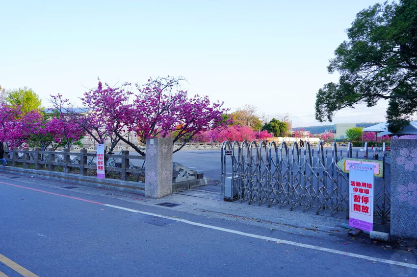 台中市后里區2024泰安派出所櫻花季｜為期12天，近千棵櫻花免費欣賞