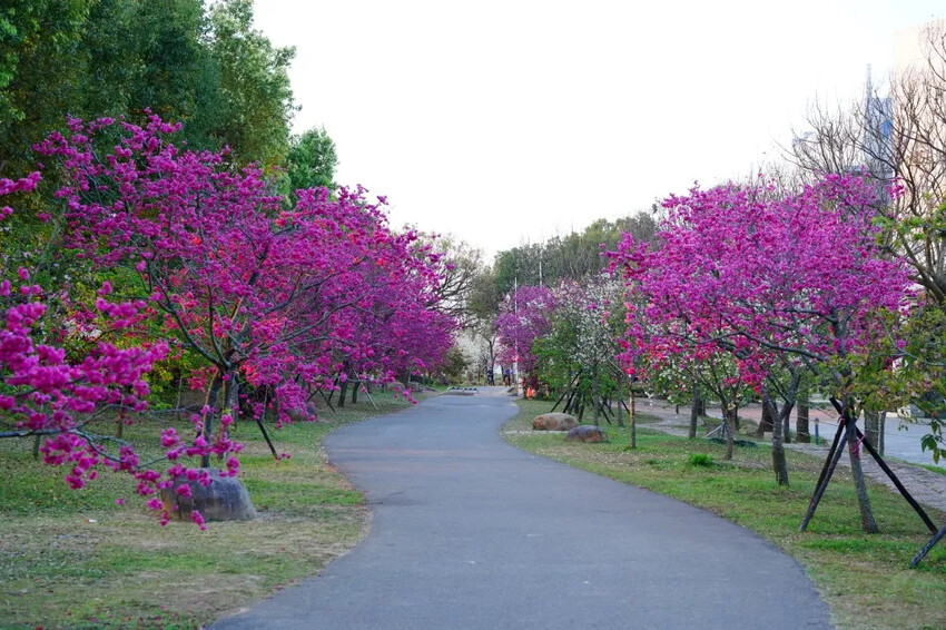台中市后里區2024崴立機電櫻花公園｜櫻花隧道散策，近千坪櫻花免費欣賞