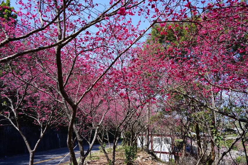 台中市新社區2024台中新社大南坡櫻花｜櫻花風暴綻放中，櫻花林隧道超美超夢幻