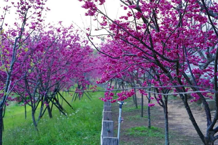 台中市后里區2024崴立機電櫻花公園｜櫻花隧道散策，近千坪櫻花免費欣賞