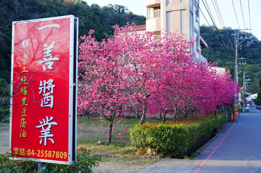 台中市后里區2024泰安派出所櫻花季｜為期12天，近千棵櫻花免費欣賞